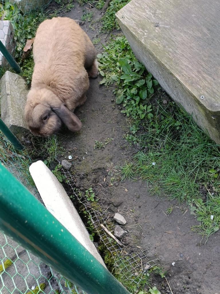 Konijn met kot, Dieren en Toebehoren