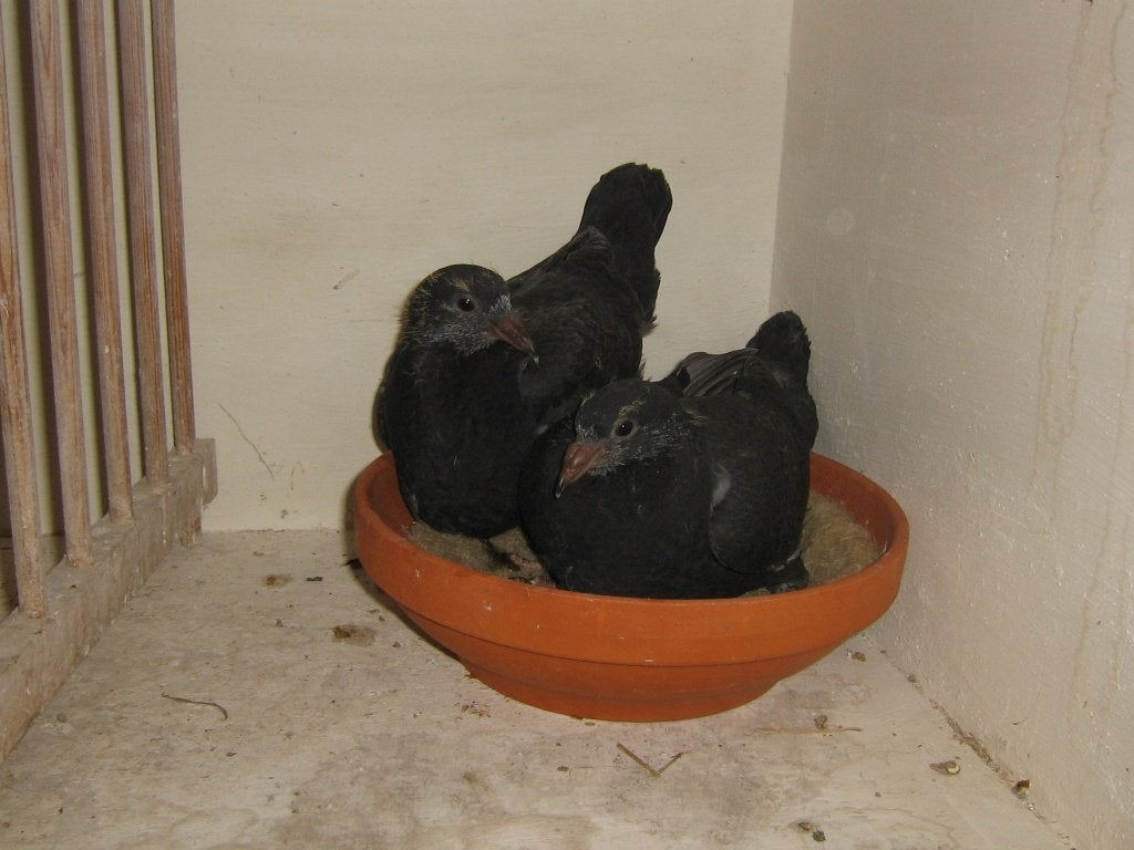 jonge duiven 2026, Animaux & Accessoires, Oiseaux | Pigeons