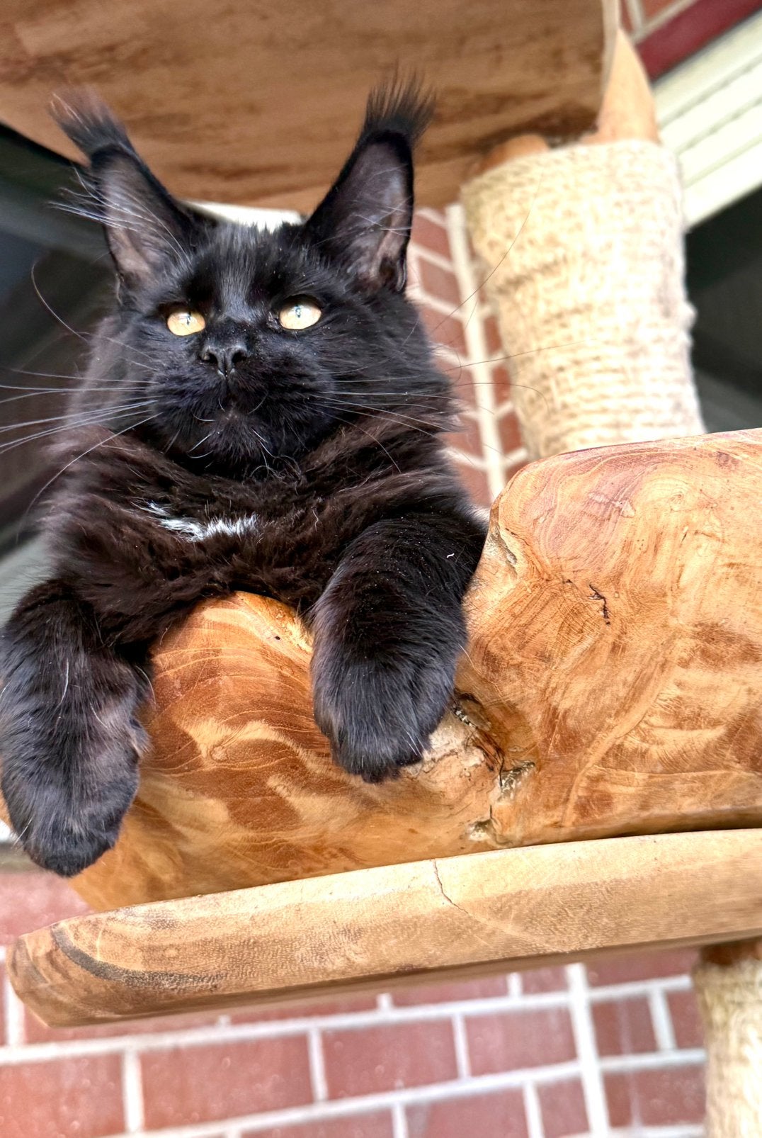 Prachtige Maine Coon kittens met stamboom van geteste ouders, Chat, Avec pedigree, 0 à 2 ans