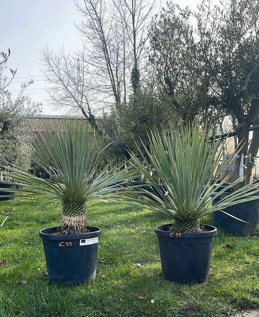 ‼️yucca rostrata aan promoprijzen ‼️, Ophalen