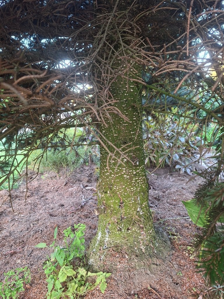 Kerstboom 7 meter 100 euro Neerpelt, Enlèvement