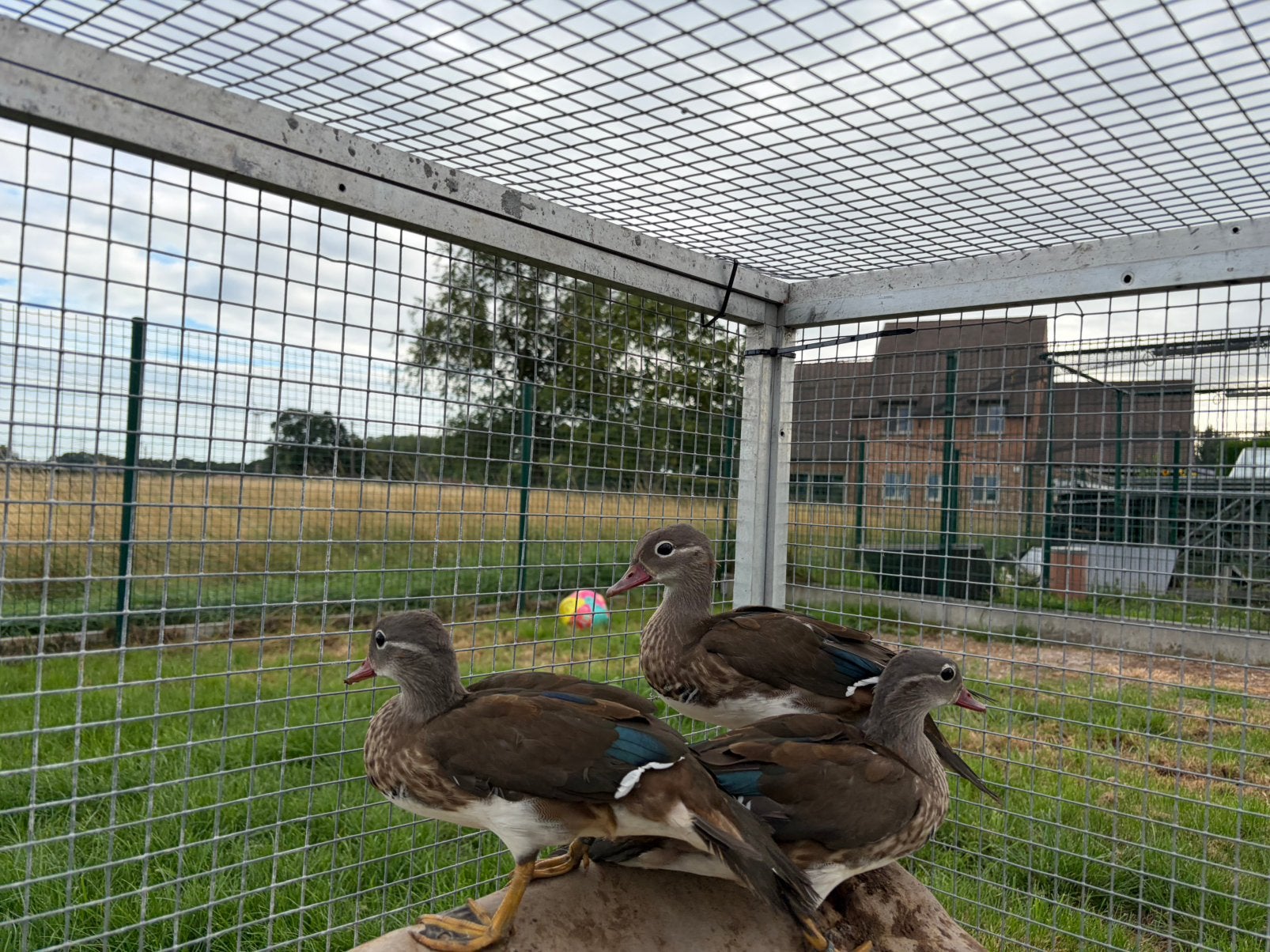 5 jonge Mandarijn eenden , mannen, Mâle, Canard
