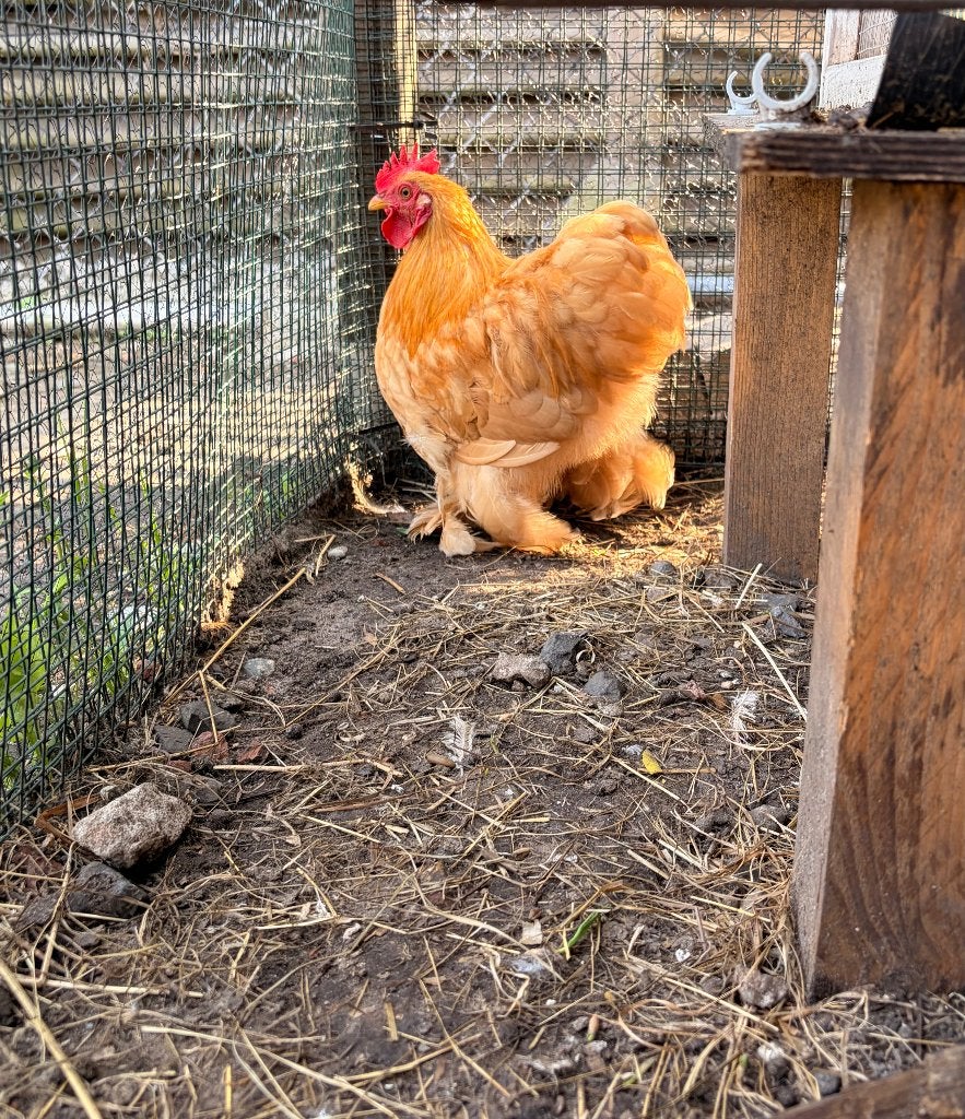 Cochin kriel haantje, Dieren en Toebehoren, Mannelijk, Kip