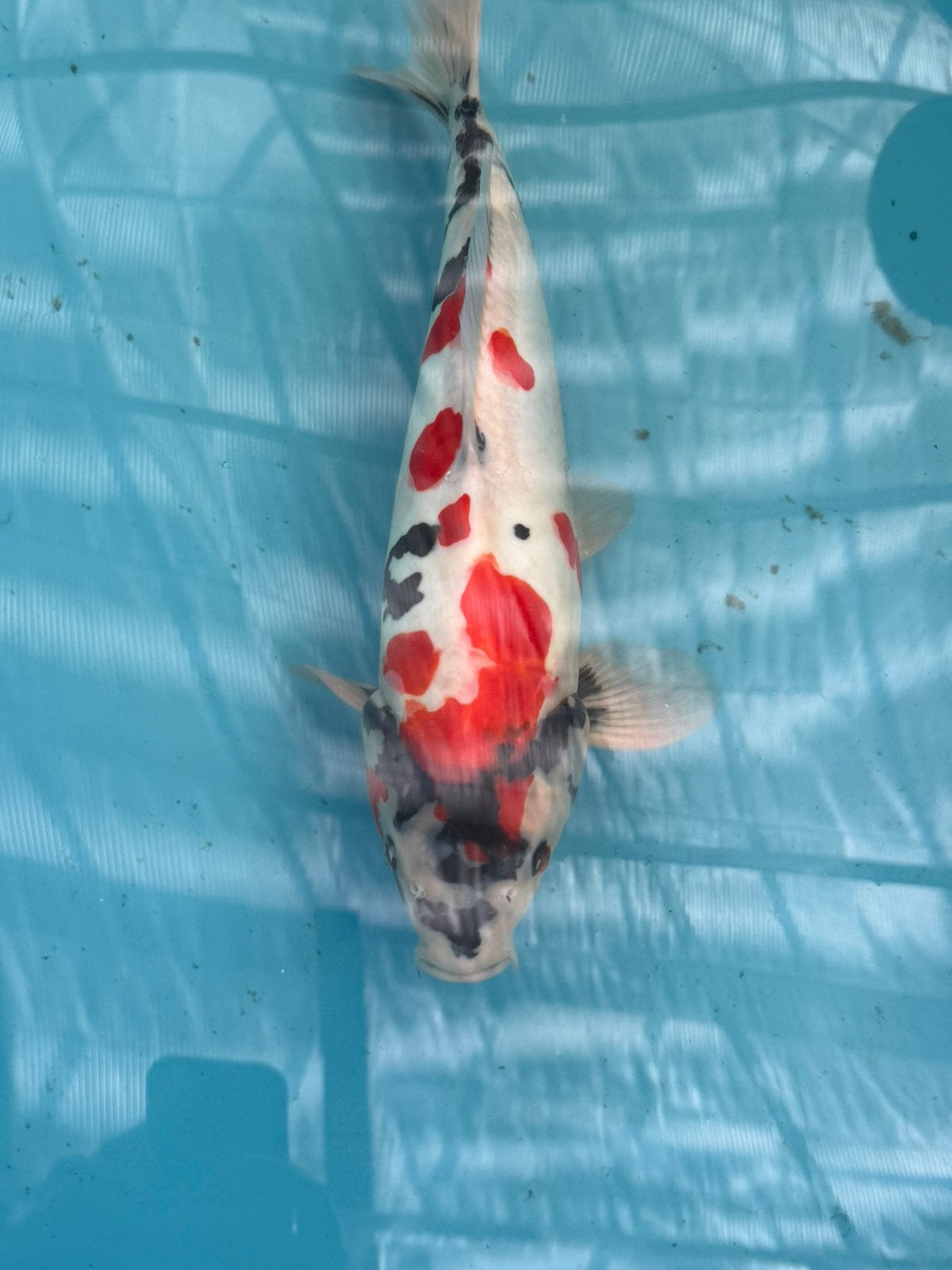Japanse koi