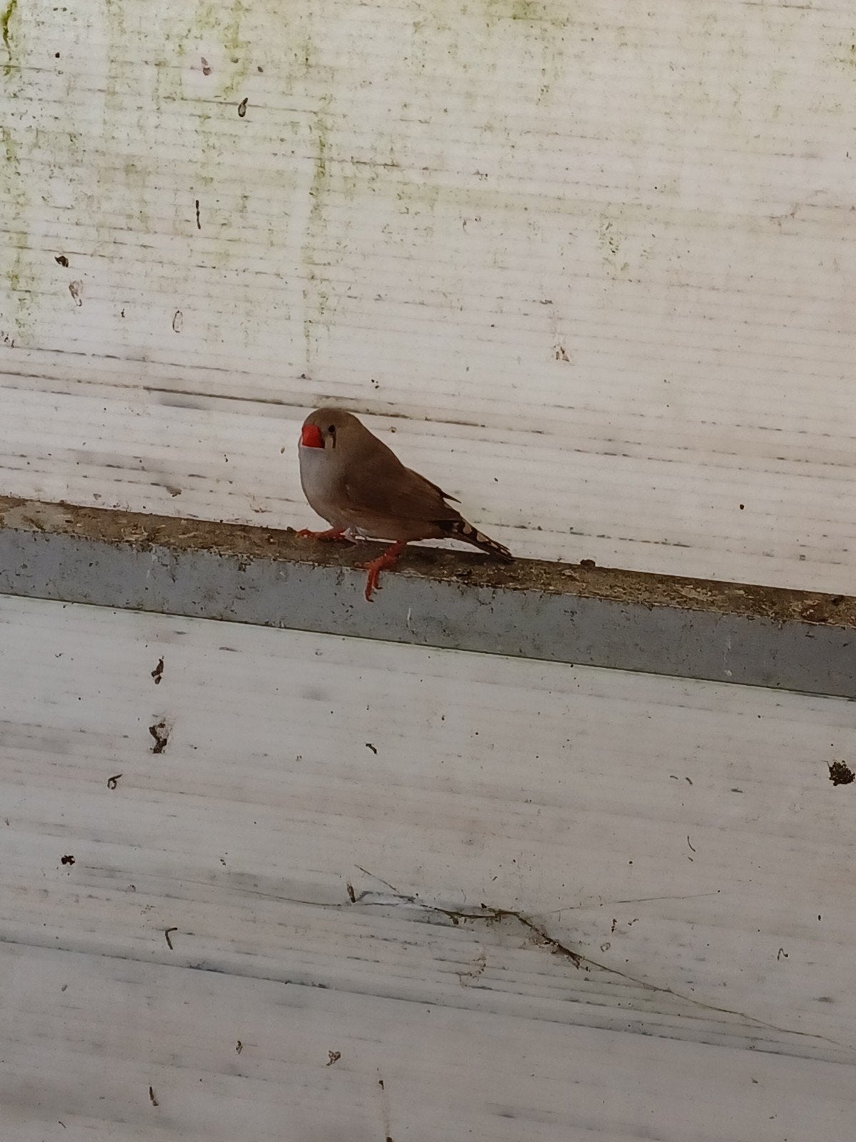 2 poupées Zebra Finch à vendre
