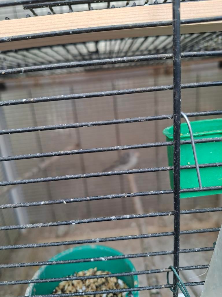 Kanaries,barmsijs, Dieren en Toebehoren, Ophalen of Verzenden