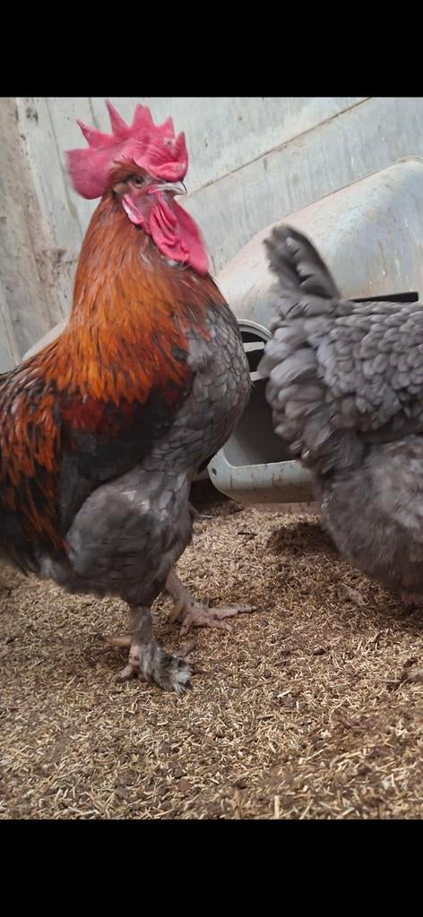 Marans broedeieren