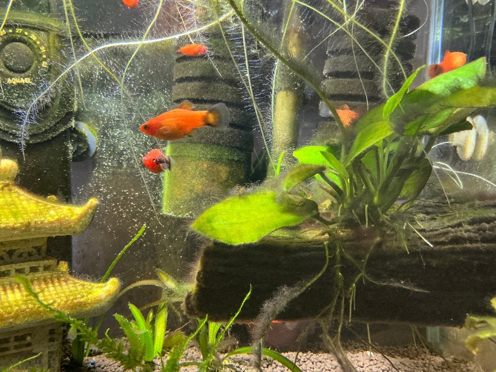 Oranje platy, Dieren en Toebehoren, Vissen | Aquariumvissen, Vis, Zoetwatervis
