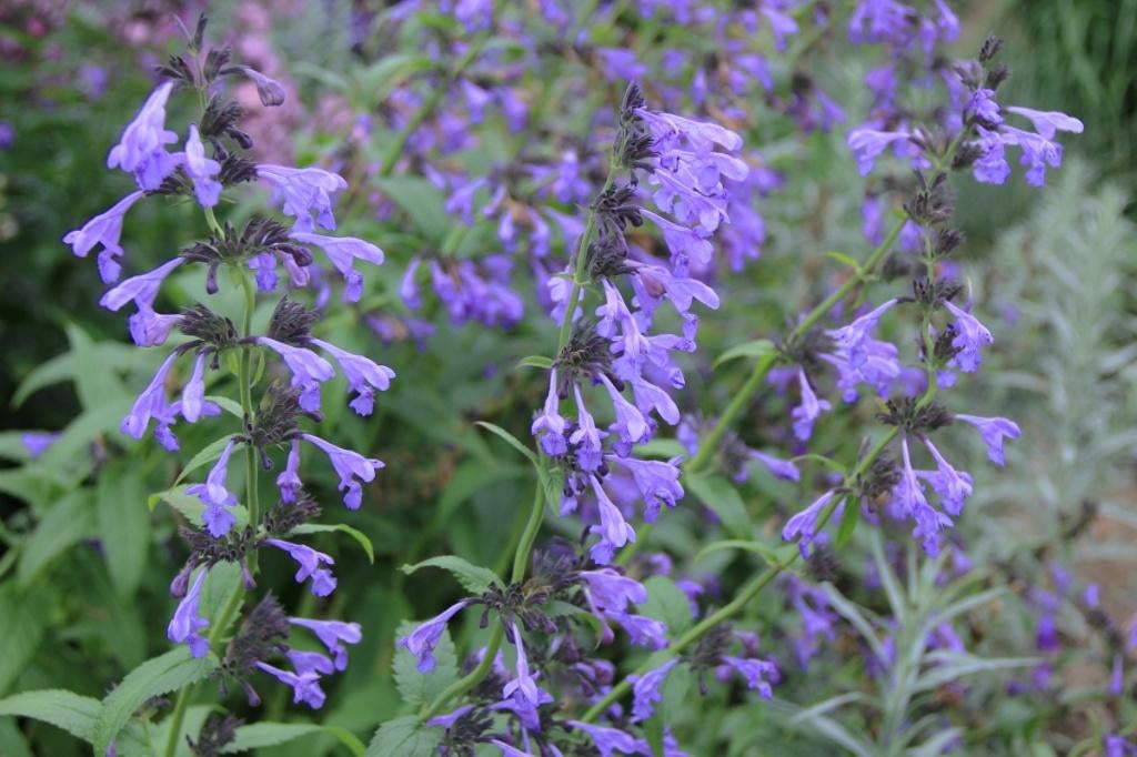 Nepeta sibirica, Volle zon, Vaste plant, Zomer, Ophalen