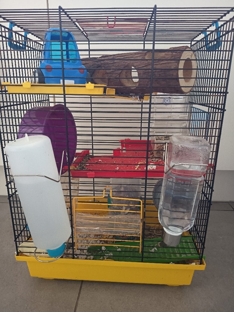 Hamster et cage, Animaux & Accessoires, Rongeurs & Lapins | Cages & Clapiers, Moins de 60 cm, Cage, Enlèvement, Utilisé