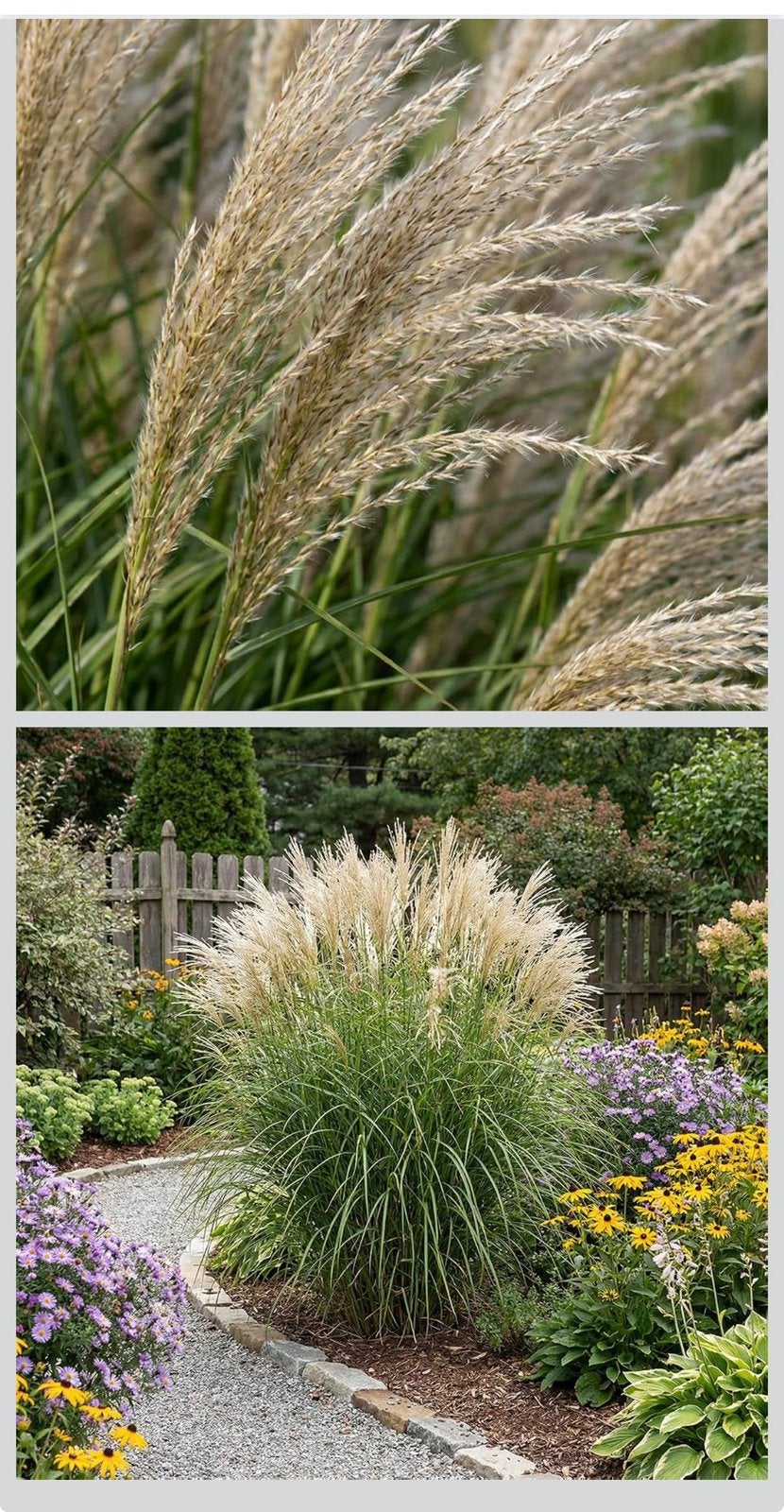 Graminées Miscanthus à repiquer, Jardin & Terrasse, Été, Enlèvement, Graminées ornementales, Plante fixe