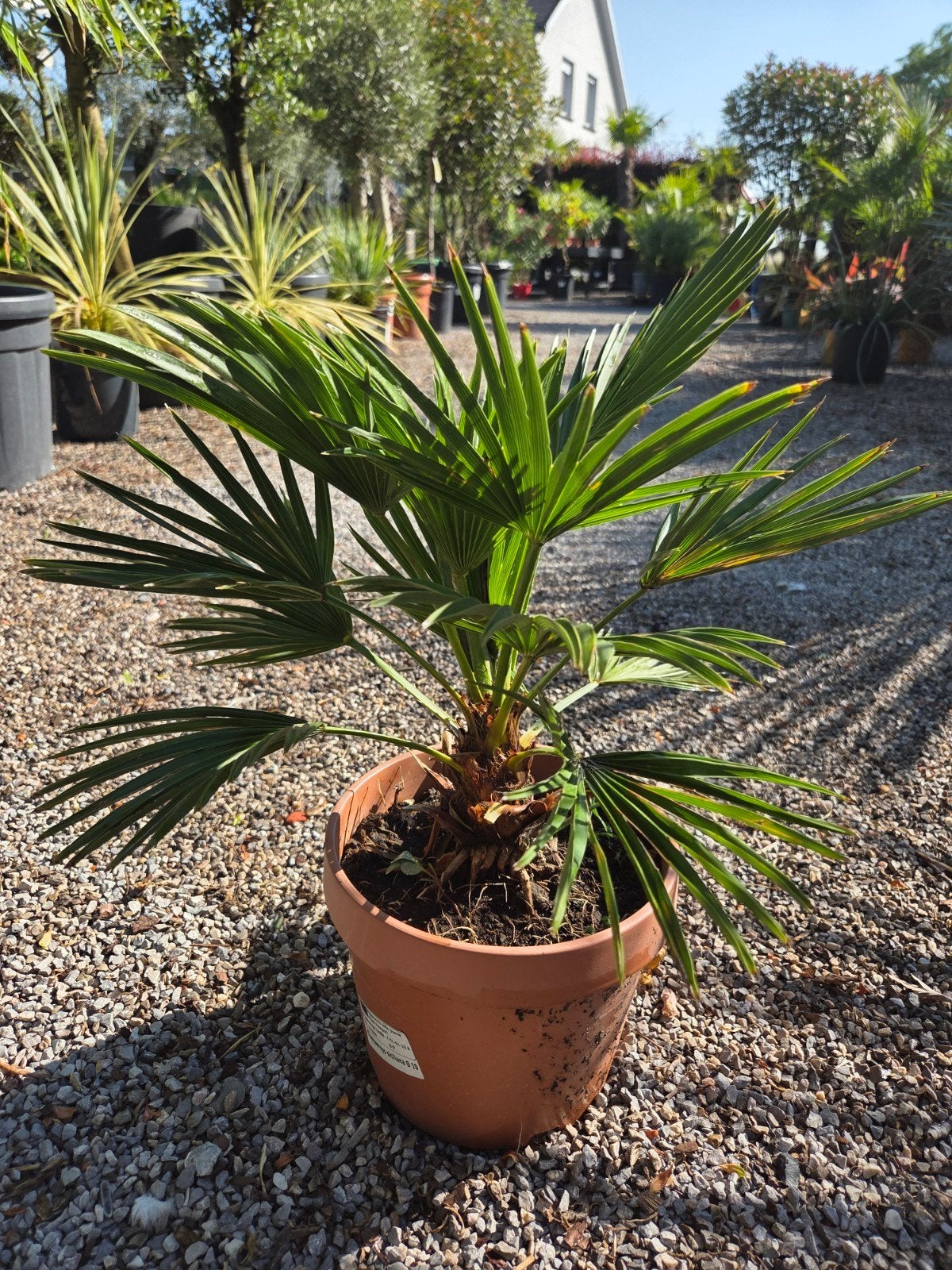 Europese dwergpalm Chamaerops Humilis 'Siciliana', Ophalen