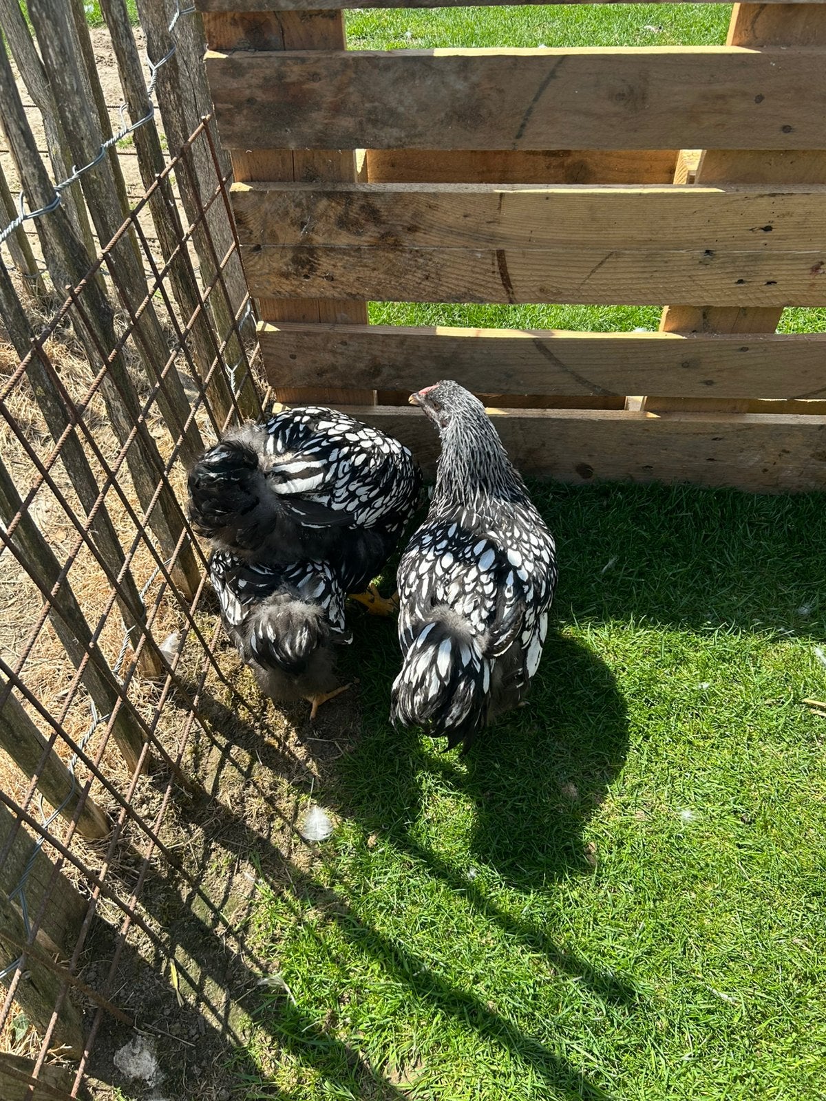 Wyandotte groothoender, Plusieurs animaux, Poule ou poulet
