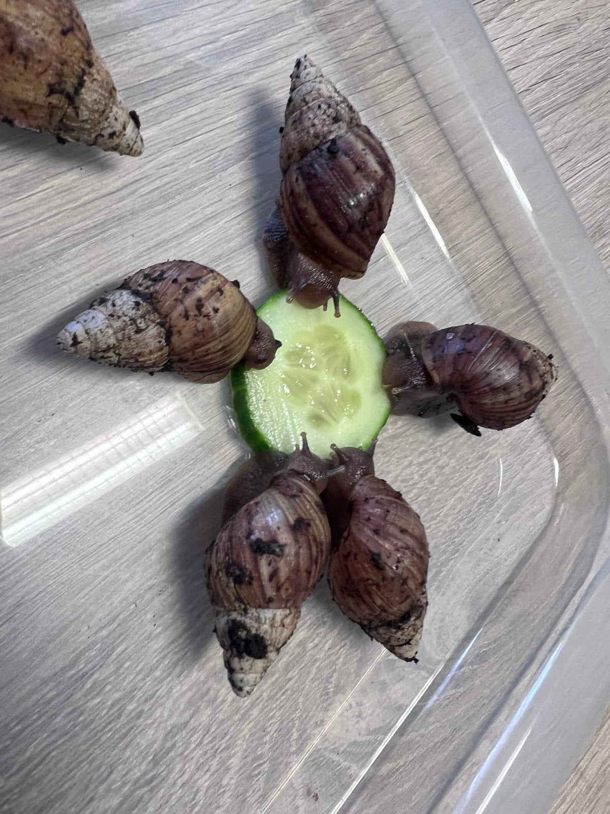 Escargots en agate Baby Classic, Animaux & Accessoires, Autres espèces, Domestique, 0 à 2 ans