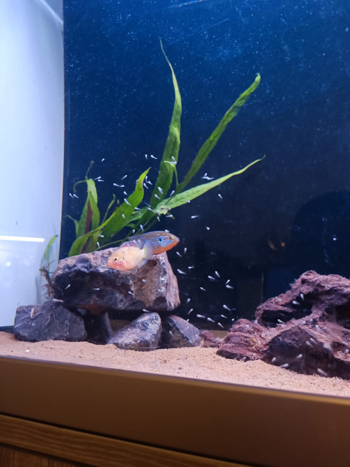 2 mooie cichliden samen te koop, Dieren en Toebehoren, Vissen | Aquariumvissen
