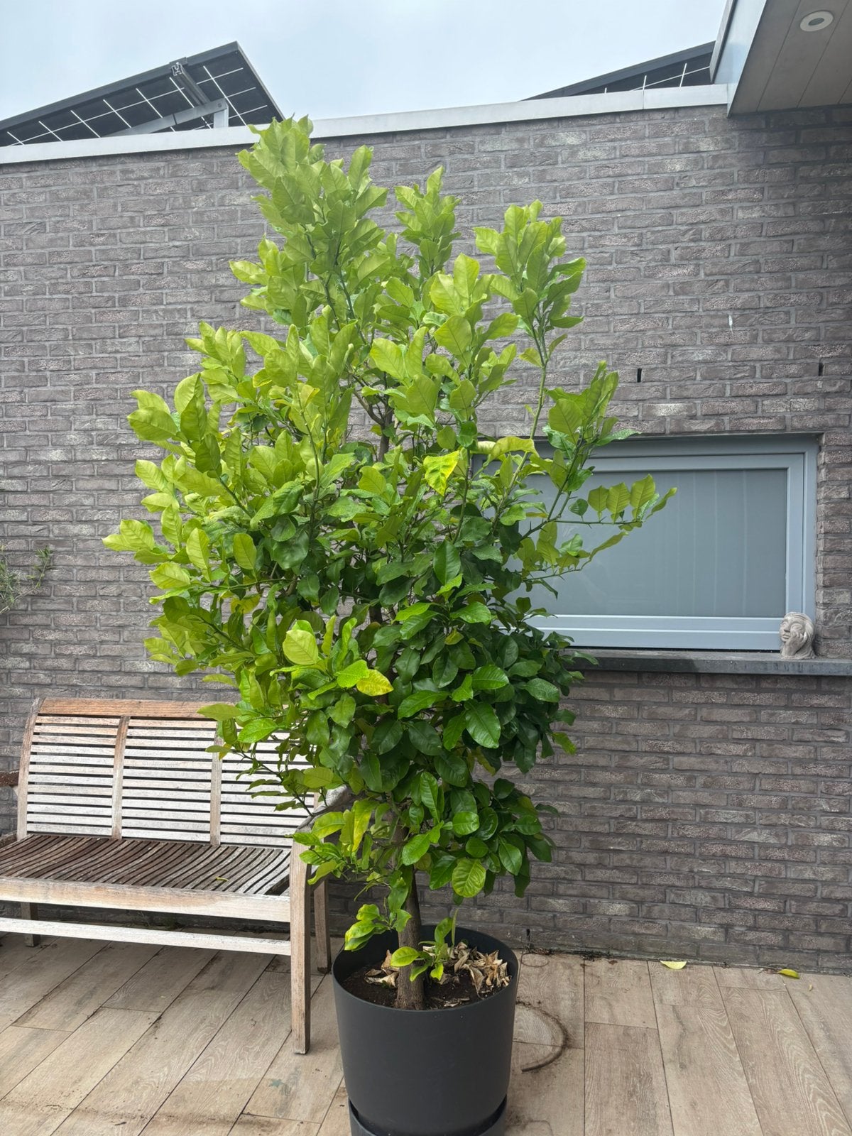 Pomélo, Jardin & Terrasse, En pot, 100 à 250 cm, Plein soleil, Autres espèces