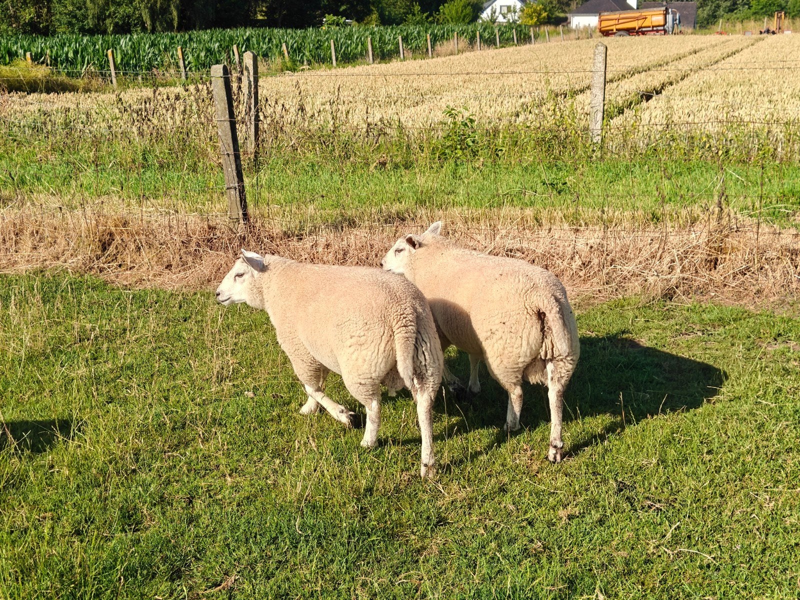 Ramlammeren