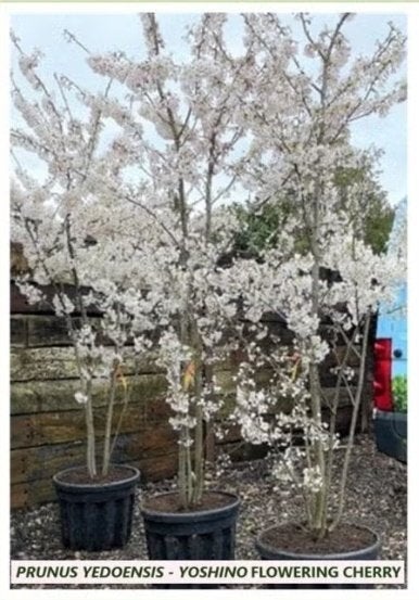 JAPANSE SIERKERSEN PRUNUS YED "YOSHINO" MEERSTAMMIG, 20€/ST., Ophalen of Verzenden, Overige soorten, Struik, 100 tot 250 cm