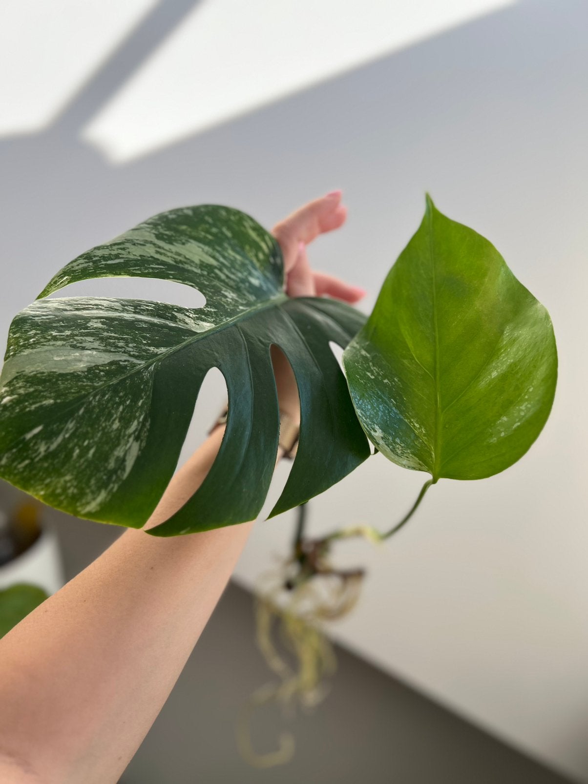 Monstera variegata stek, Ophalen