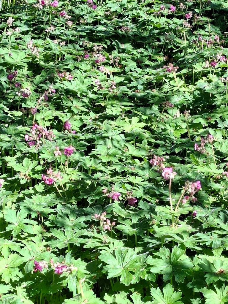 Mooie sterke bodembedekker 0,90 EUR, Tuin en Terras, Planten | Tuinplanten, Ophalen