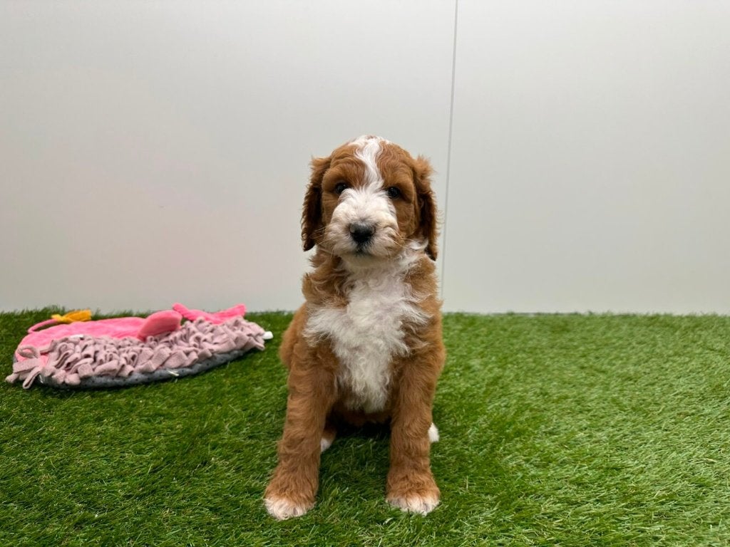 Portée de chiots Caniche Royal, Animaux & Accessoires, Caniche, Maladie de Carré (chiens), Plusieurs, Belgique