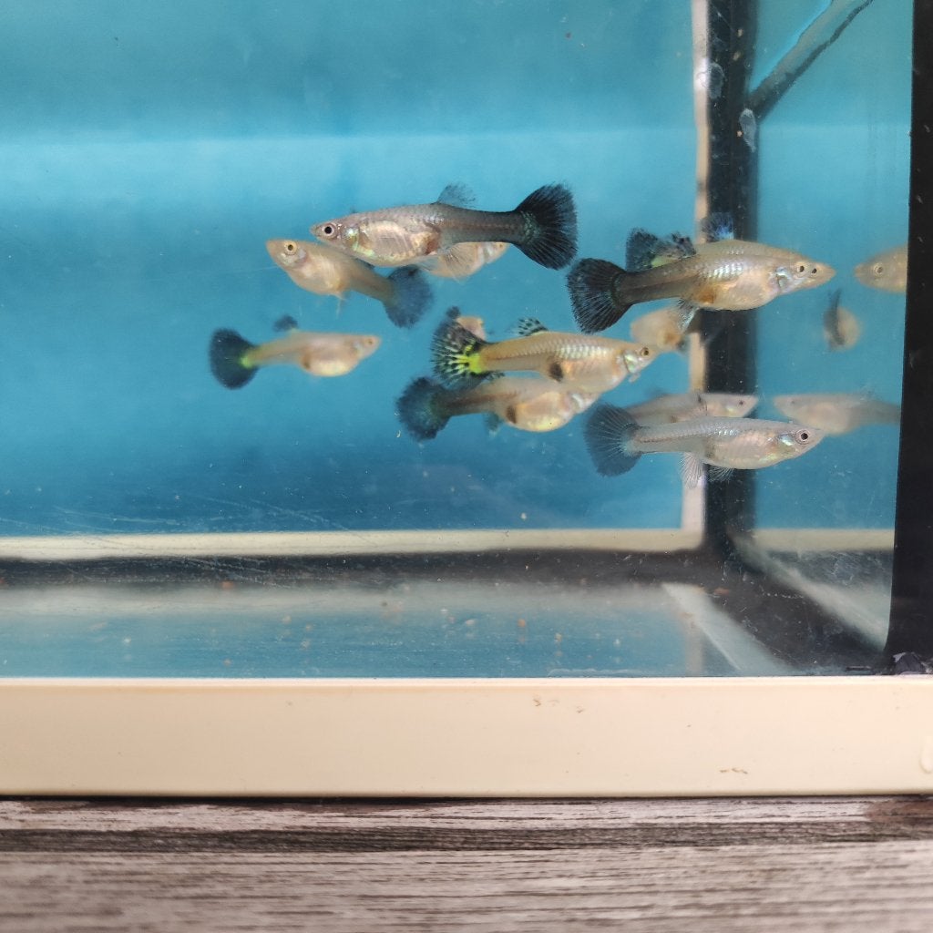 Guppy's