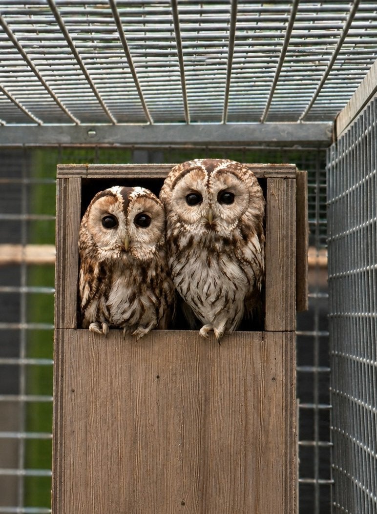 Koppel europese bosuilen, Roofvogel