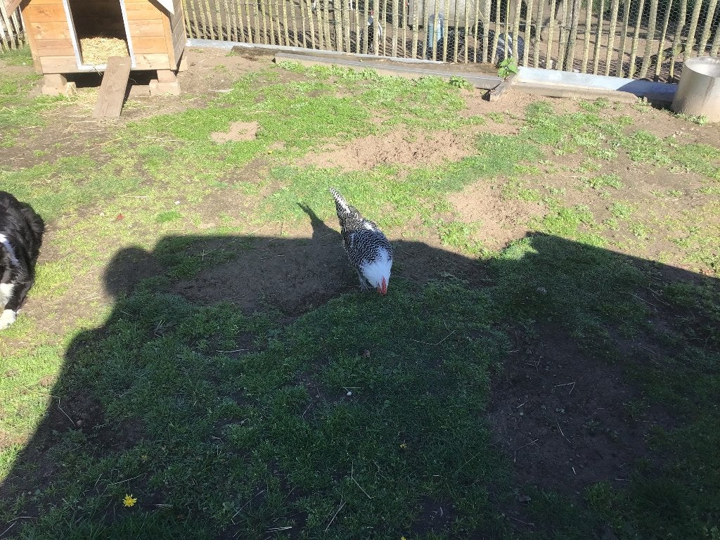 Zilverbrakel haan, Dieren en Toebehoren, Pluimvee, Mannelijk, Kip