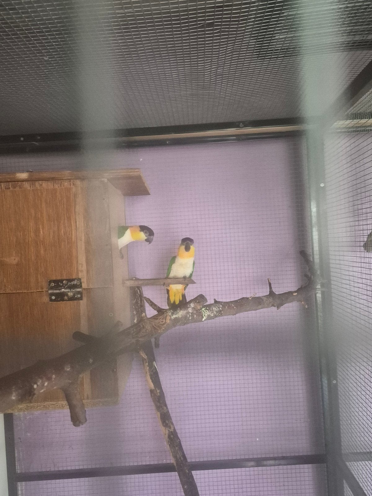 a vendre couple de caïques reproducteur 2015, Animaux & Accessoires