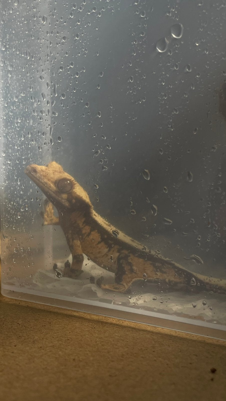 Baby wimper gekko, Dieren en Toebehoren, Reptielen en Amfibieën