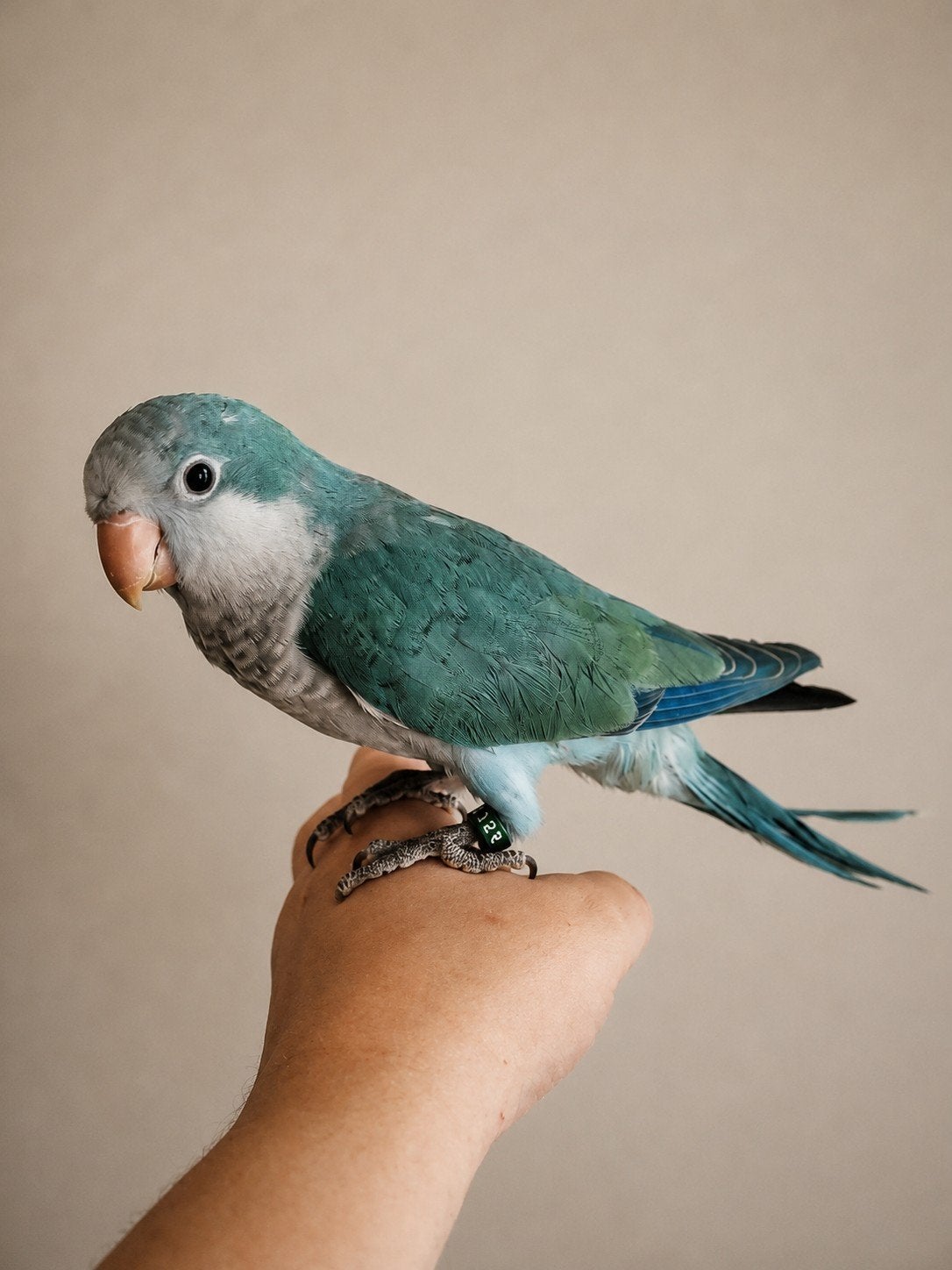 PRACHTIGE Tamme Muisparkiet Turquoise 2026, Sexe inconnu, Perruche, Parleur