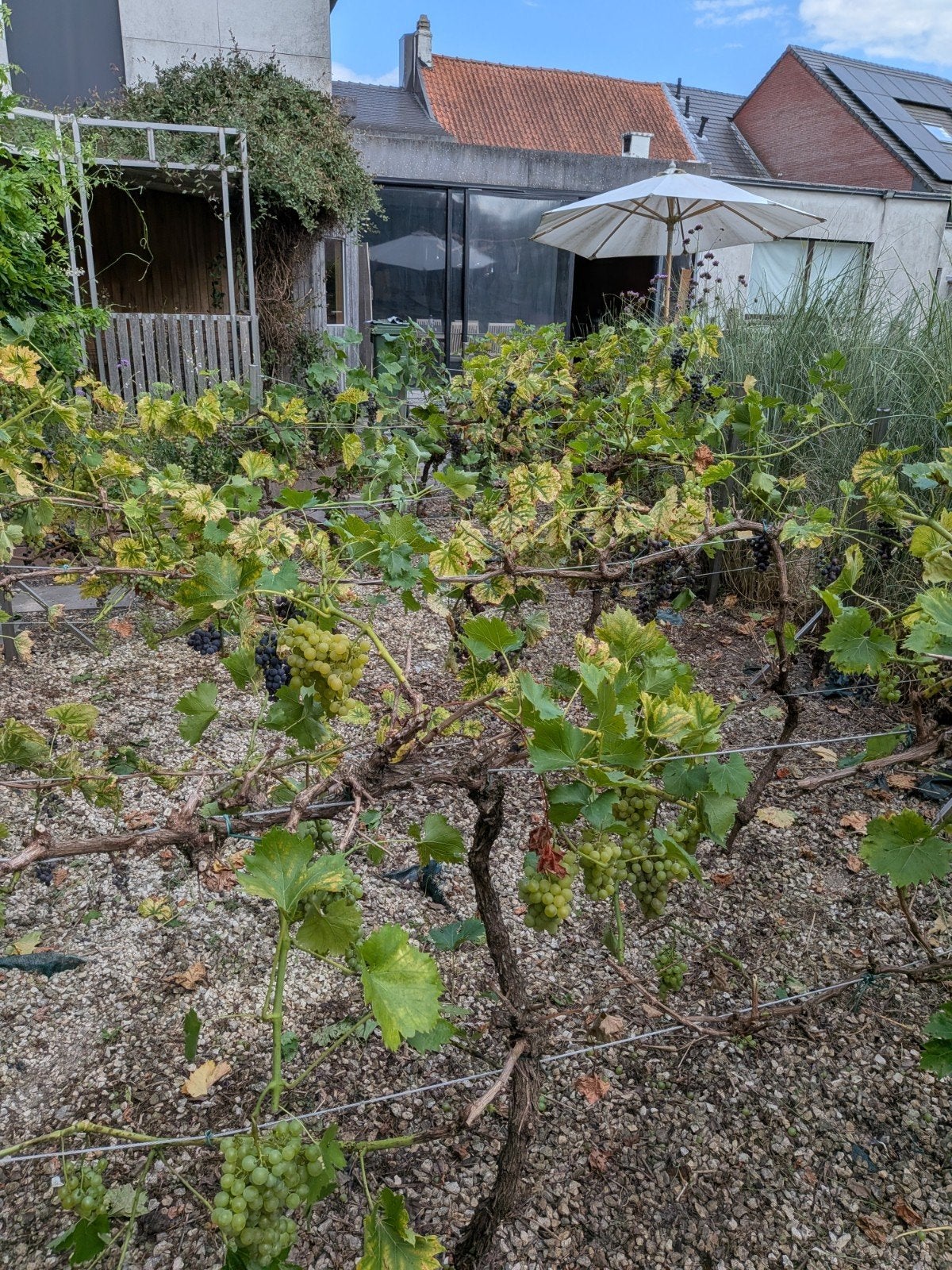 Druivelaars, 15 jaar oude stokken, Tuin en Terras, Planten | Fruitbomen, Ophalen, Overige soorten, Volle zon, 100 tot 250 cm