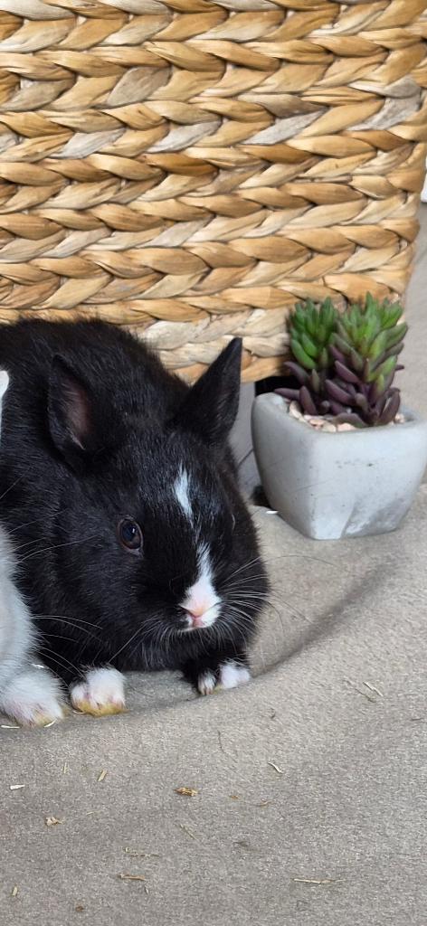 Dwergkonijntjes, Plusieurs animaux, Nain, 0 à 2 ans