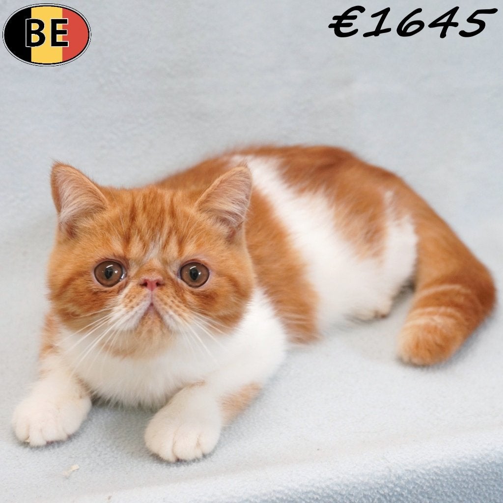 Exotic Shorthair (katertjes) kittens te koop, Dieren en Toebehoren, Katten en Kittens | Raskatten | Korthaar, Kater, Gechipt, 0 tot 2 jaar
