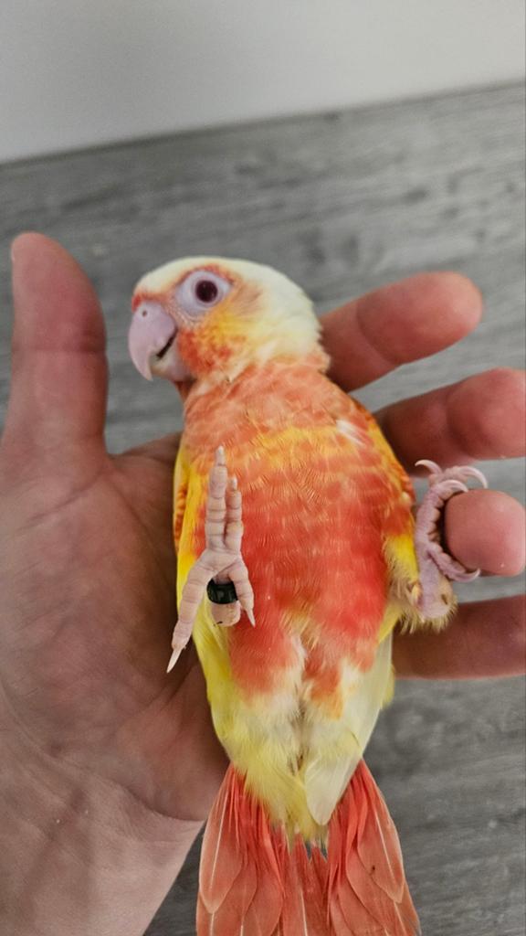 Jonge Handtamme Pyrrhura molinae Lutino, Dieren en Toebehoren