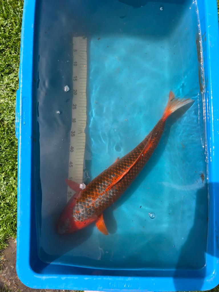 Hi Asagi Japanse koi 55-60cm