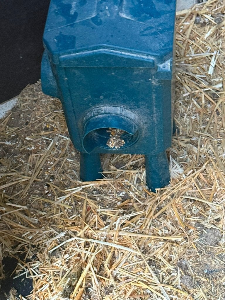 Distributeur de nourriture pour poules, Enlèvement, Volaille