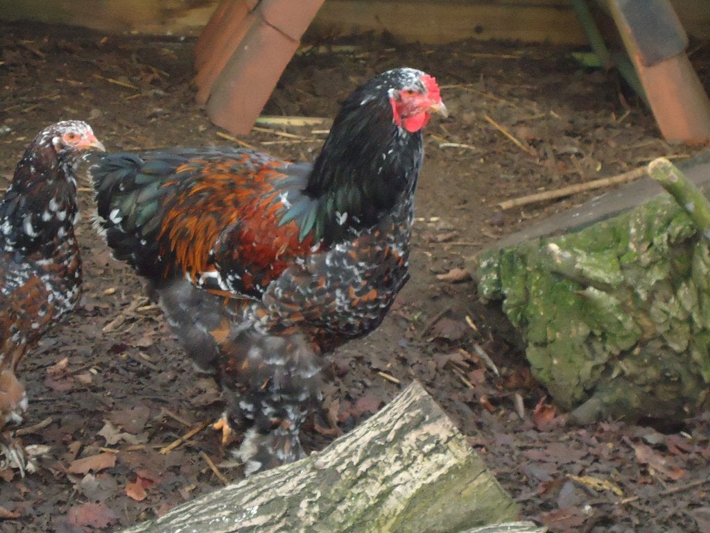 kippen : haan Brahma porselein, Dieren en Toebehoren, Pluimvee, Mannelijk, Kip