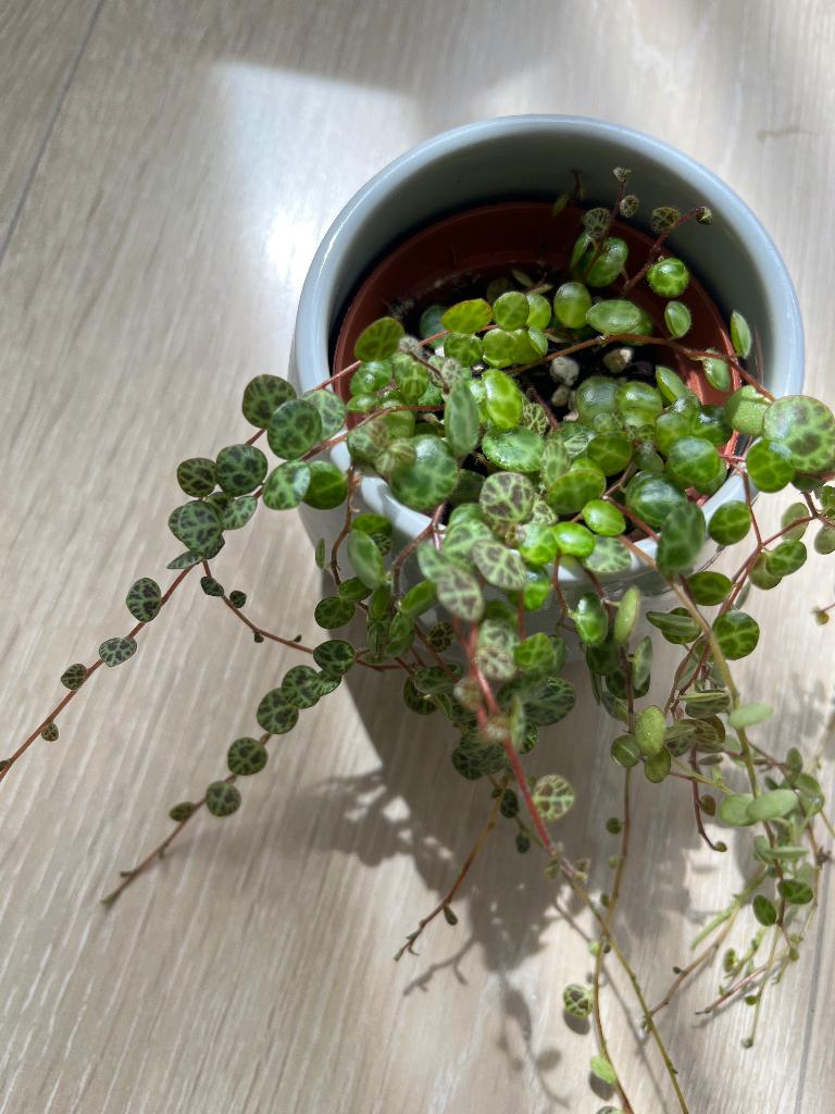 String of turtles plant, Tuin en Terras, Planten | Tuinplanten, Ophalen