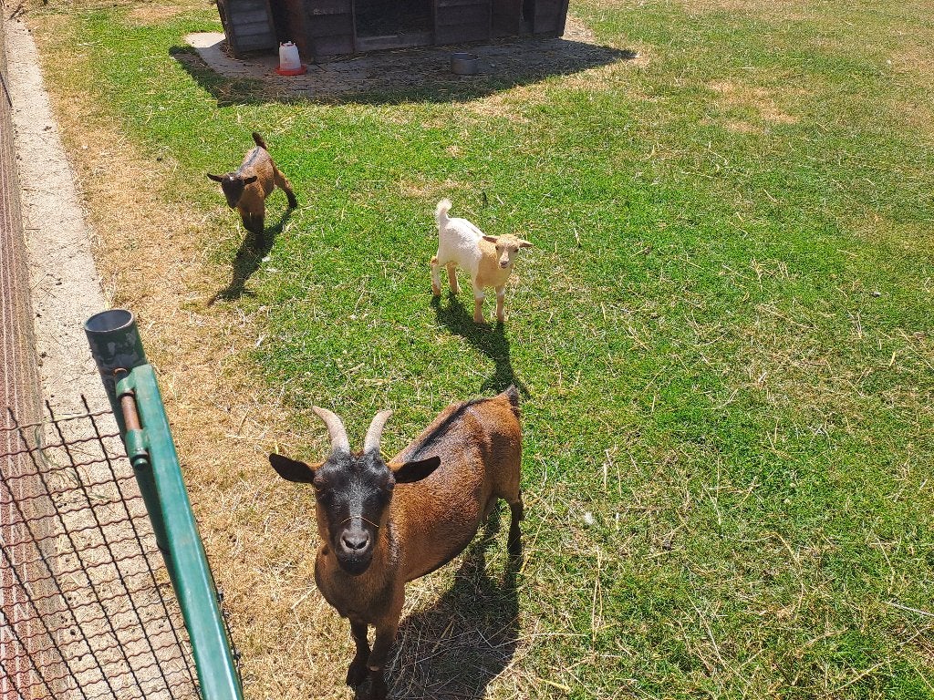 Geit met 2 lammetjes, Dieren en Toebehoren, Geit