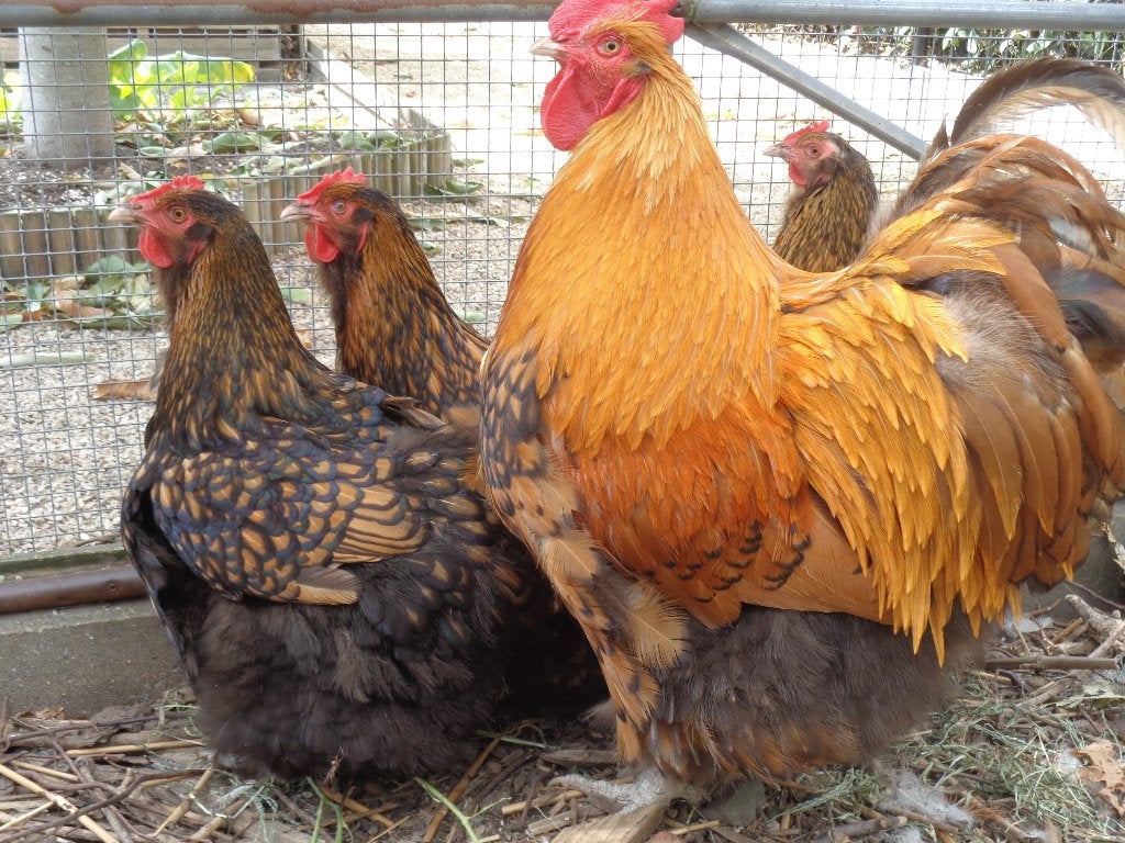 kippen : Toom Orpington goud-zwart, Dieren en Toebehoren, Pluimvee, Meerdere dieren, Kip
