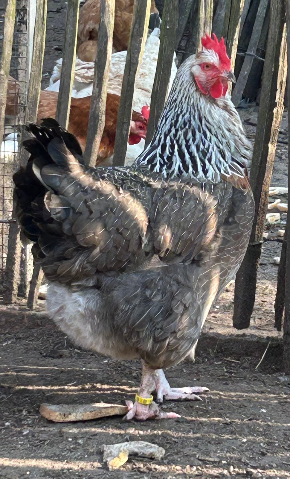 Zilverpatrijs marans hennen, Femelle, Poule ou poulet