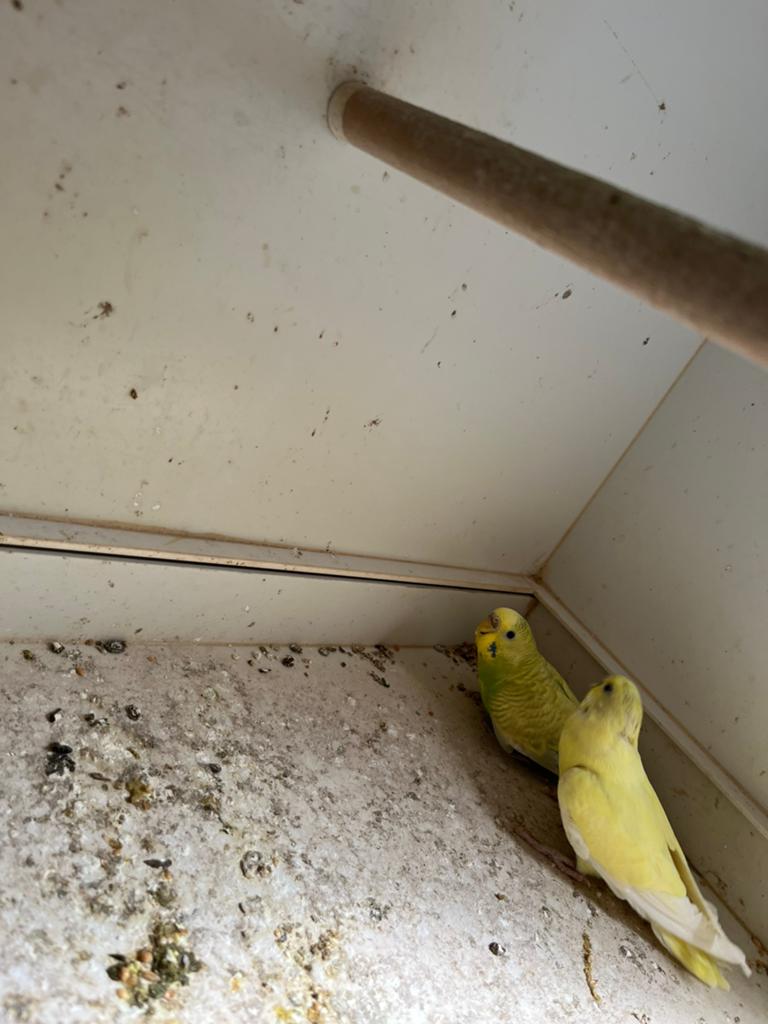 Grasparkietjes pop, Dieren en Toebehoren, Vogels | Parkieten en Papegaaien