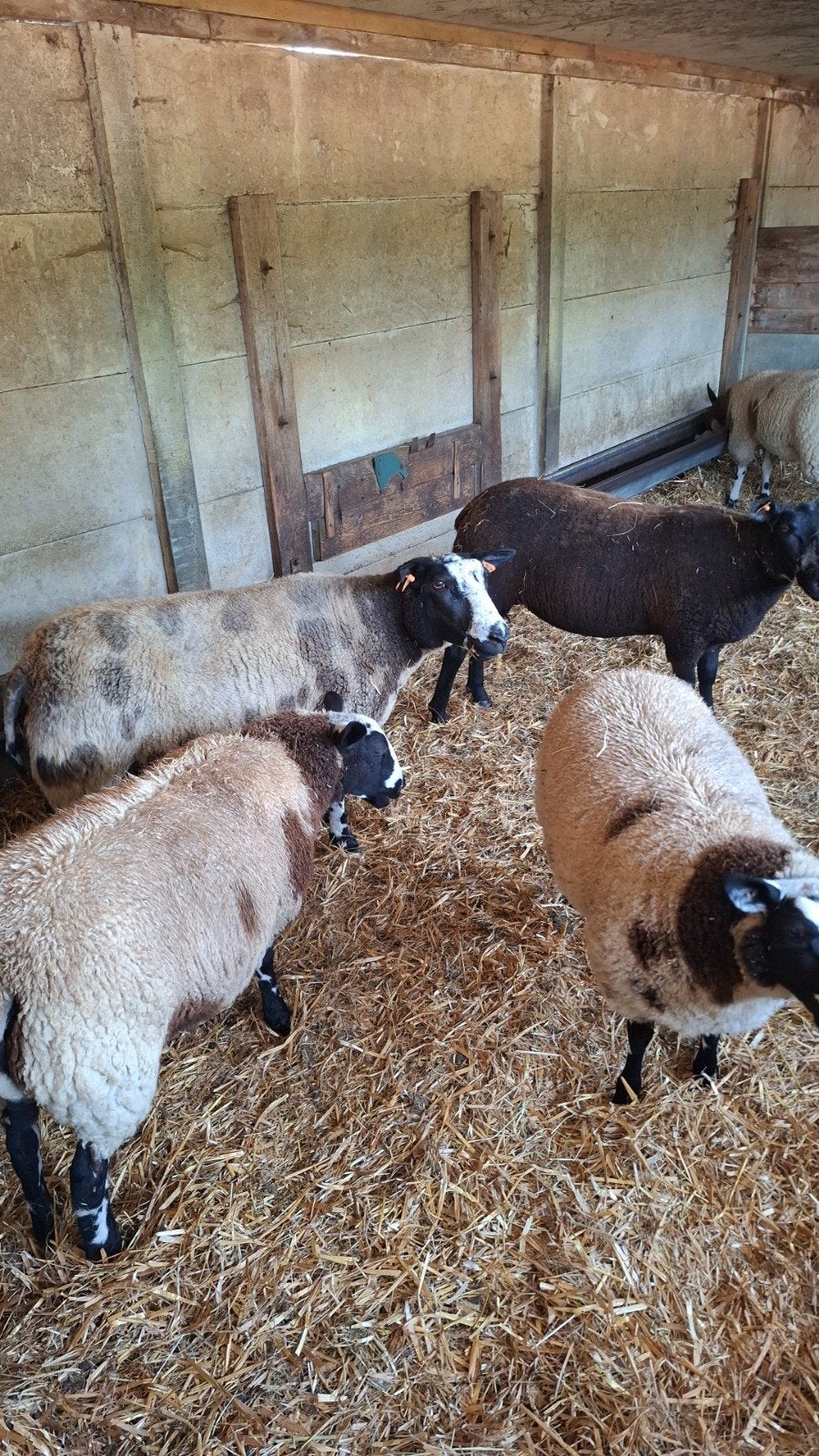 2 baggerbonte ooilammeren bijna 4maand, Dieren en Toebehoren, Schapen, Geiten en Varkens