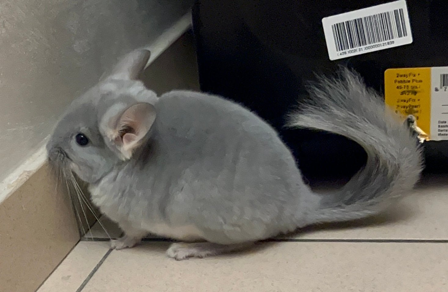 Chinchilla, Animaux & Accessoires, Enlèvement, Chinchilla