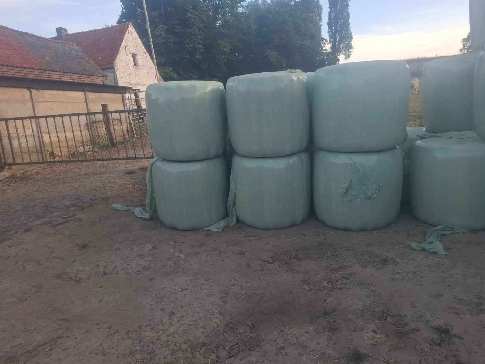 midi balen te koop, Dieren en Toebehoren, Ophalen, Vee