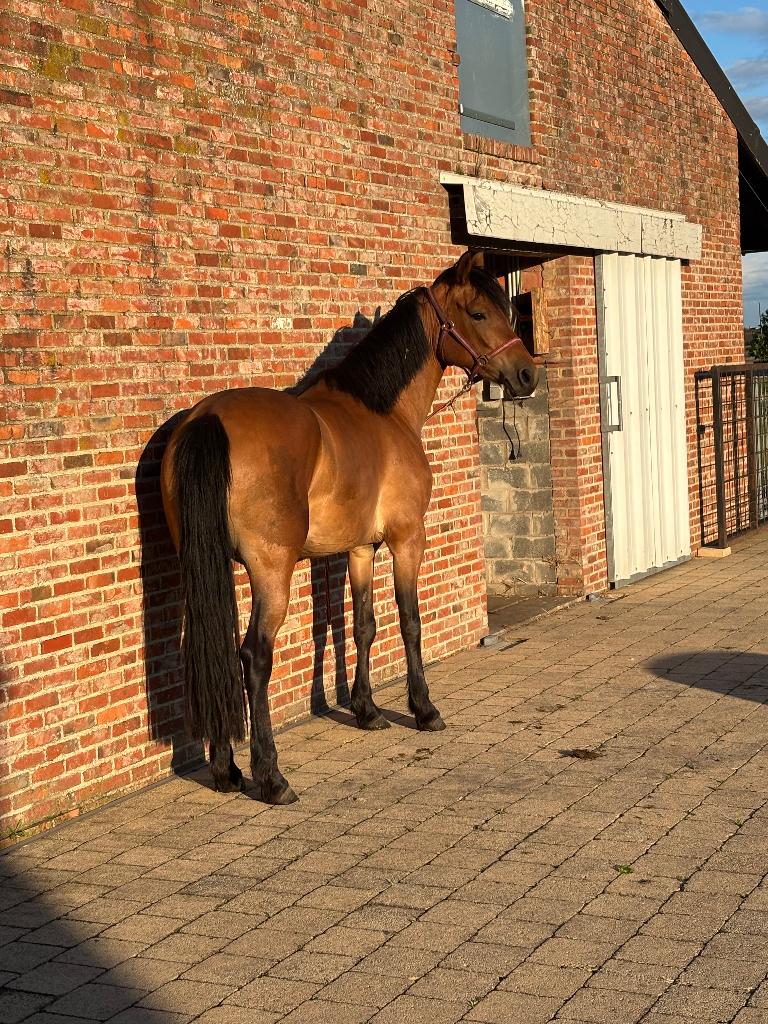 Paard (e-pony), Dieren en Toebehoren, Merrie
