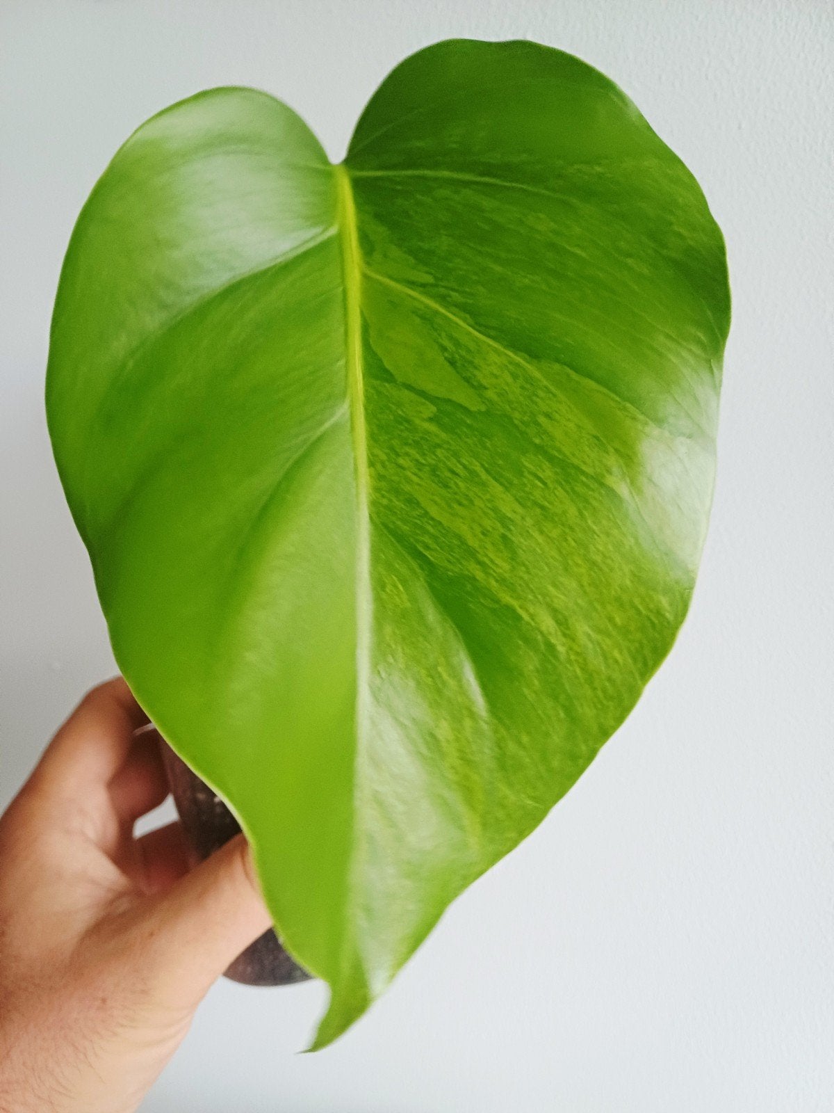 Monstera green on green, Autres espèces, En pot, Enlèvement ou Envoi, Moins de 100 cm