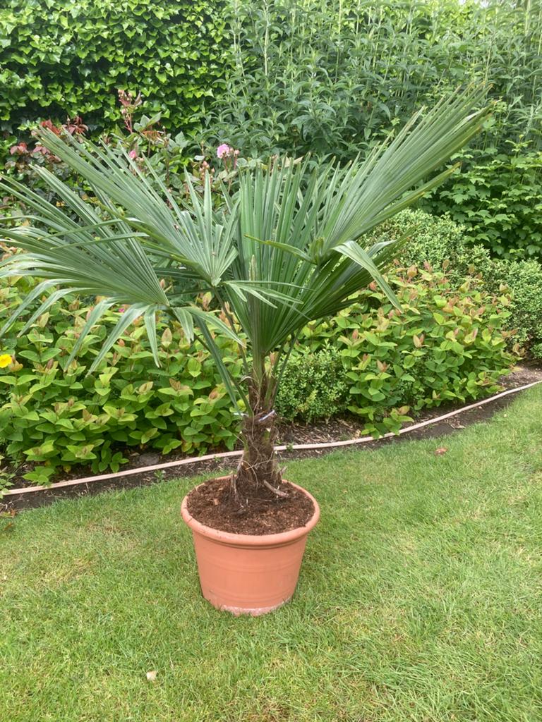 Palmboom winterhard in pot, Tuin en Terras, Ophalen