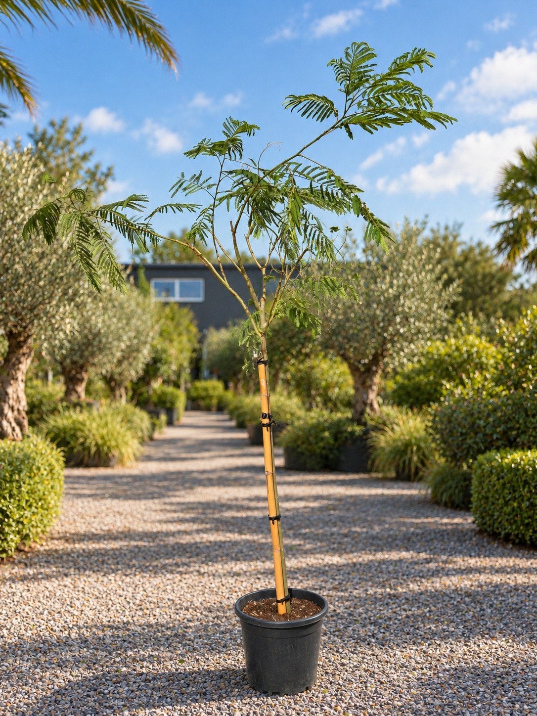 Albizia Julibrissin Ombrella, Tuin en Terras, Ophalen